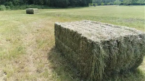 Foin de Prairie Naturel - Lot de 10 Tonnes